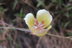 Calochortus weedii intermedius