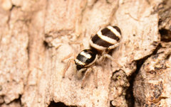 Salticus austinensis