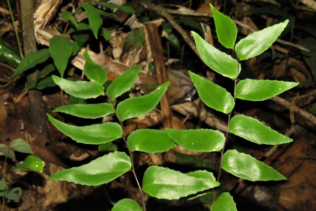 Adiantum nudum