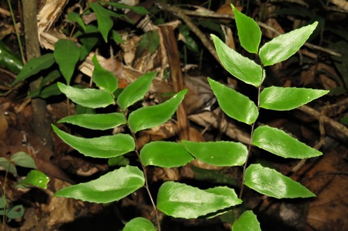 Adiantum nudum