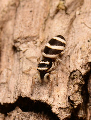 Salticus austinensis