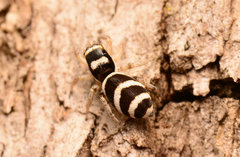 Salticus austinensis