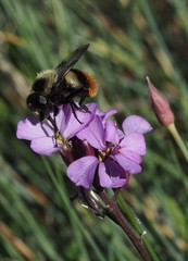 Volucella bombylans