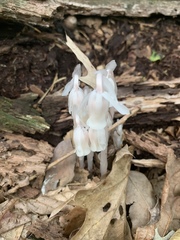 Monotropa