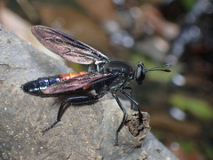 Mydas chrysostomus