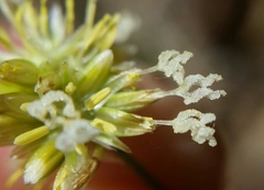 Juncus chlorocephalus