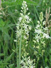 Ornithogalum pyramidale