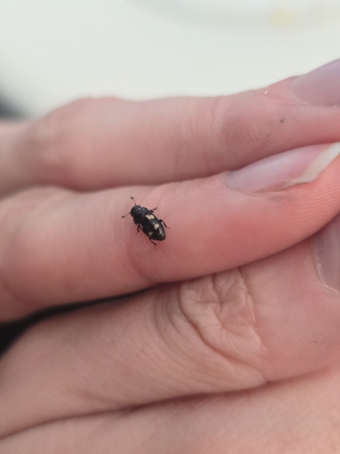 Four-spotted Sap Beetle