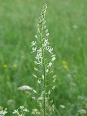 Ornithogalum pyramidale