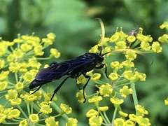 Ichneumon centrator