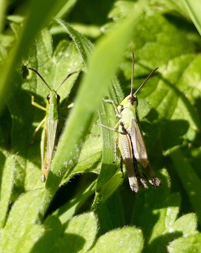 Meadow grasshopper