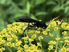 Ichneumon centrator