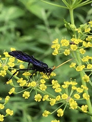 Ichneumon centrator