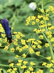 Ichneumon centrator