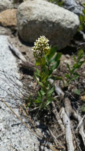 Comandra umbellata ssp. californica