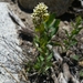 California Comandra - Photo (c) David Greenberger, some rights reserved (CC BY-NC-ND), uploaded by David Greenberger