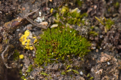 Hymenostylium recurvirostrum observed 2024-08-19