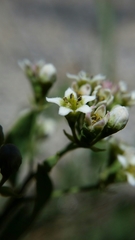 Comandra umbellata californica