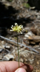 Juncus chlorocephalus