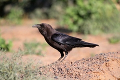 Corvus ruficollis