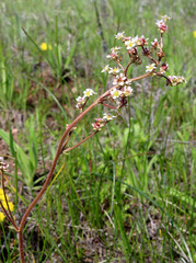 Micranthes integrifolia