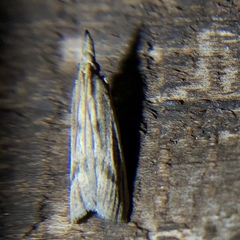 Peoria longipalpella