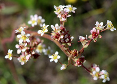 Micranthes integrifolia