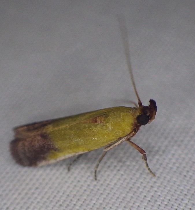 Piesmopoda dominica