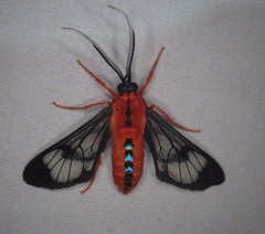 Cosmosoma demantria
