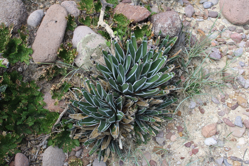 Agave pintilla, Mezquital, MX-DU, MX