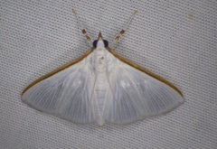 Diaphania costata