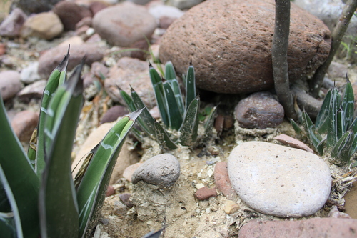 Agave pintilla