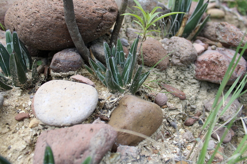 Agave pintilla