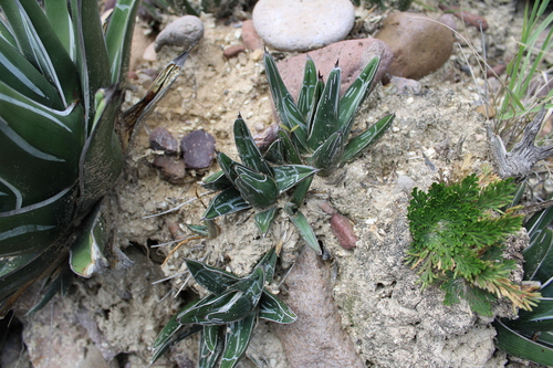Agave pintilla