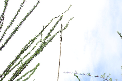 Agave pintilla