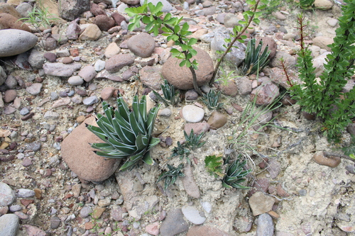 Agave pintilla