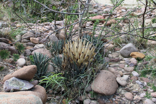 Agave pintilla