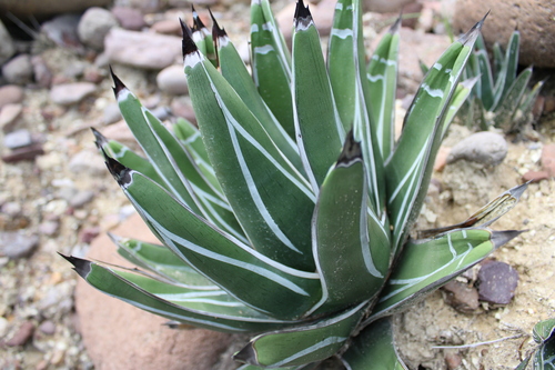 Agave pintilla