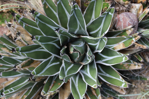Agave pintilla