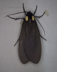 Opharus bimaculata