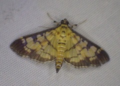 Ategumia matutinalis