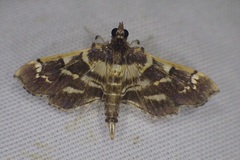 Salbia cassidalis