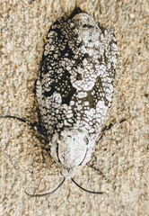 Prionoxystus robiniae