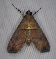 Sathria simmialis