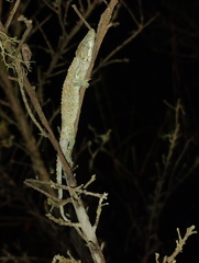 La Palma Anole photo 2
