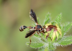 Physocephala sagittaria