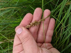 Carex sartwellii