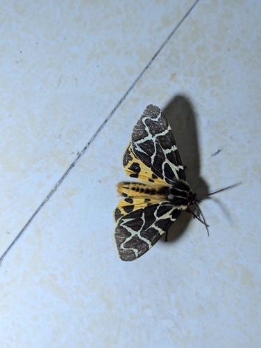 Preparctia
