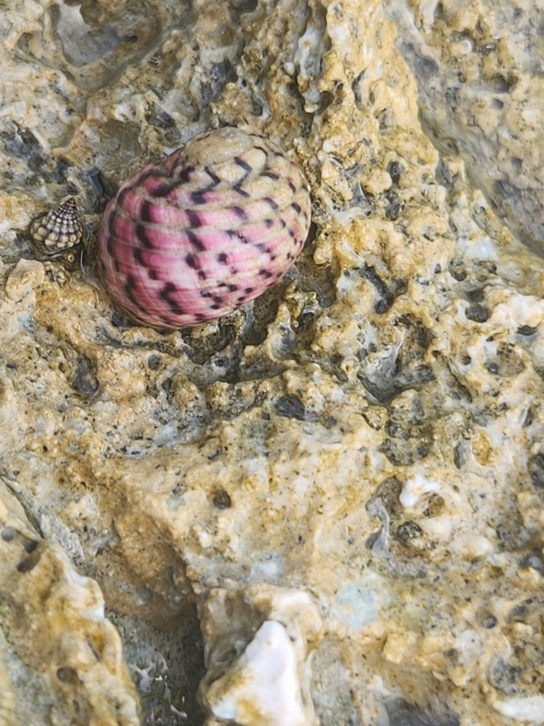 four-tooth nerite
