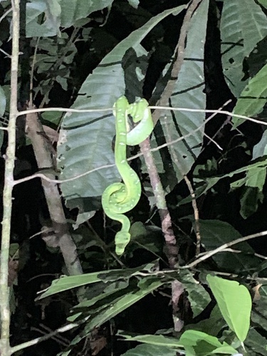 Photo of a Bates' Tree Boa (Corallus batesii)